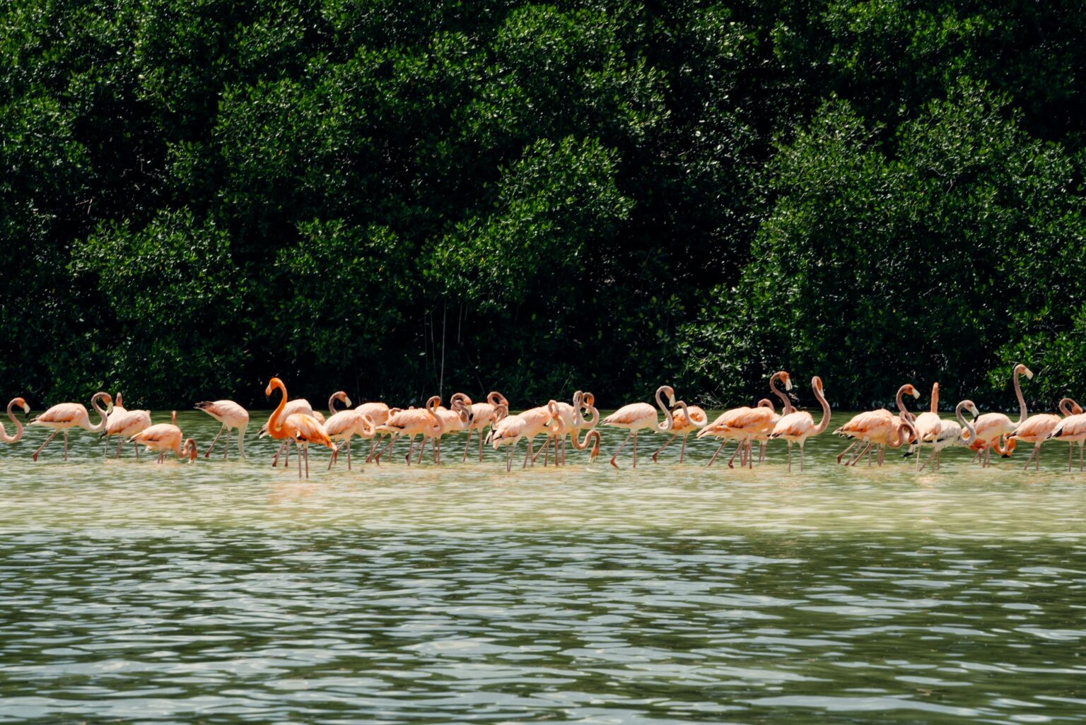 Flamingos in Lake