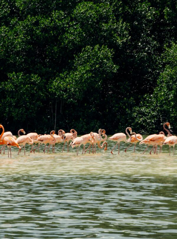 Flamingos in Lake