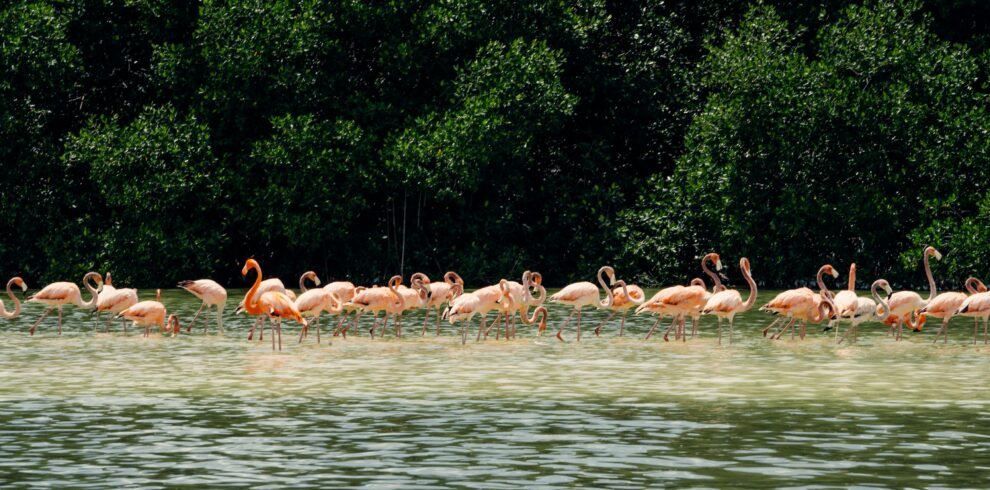 Flamingos in Lake